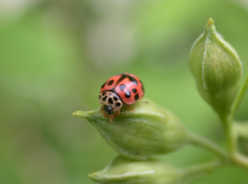 Oenopia (=Synharmonia) conglobata, Coccinellidae